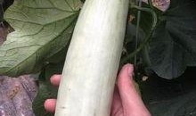 全网都在吃陇南网红的瓜,陇南网红瓜，揭秘背后的故事与真相